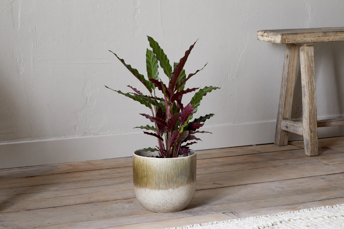Almeida Reactive Glaze Plant Pot - Olive & Natural - Image 3