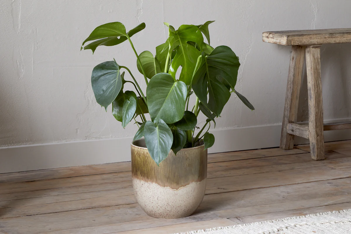 Almeida Reactive Glaze Plant Pot - Olive & Natural - Image 4