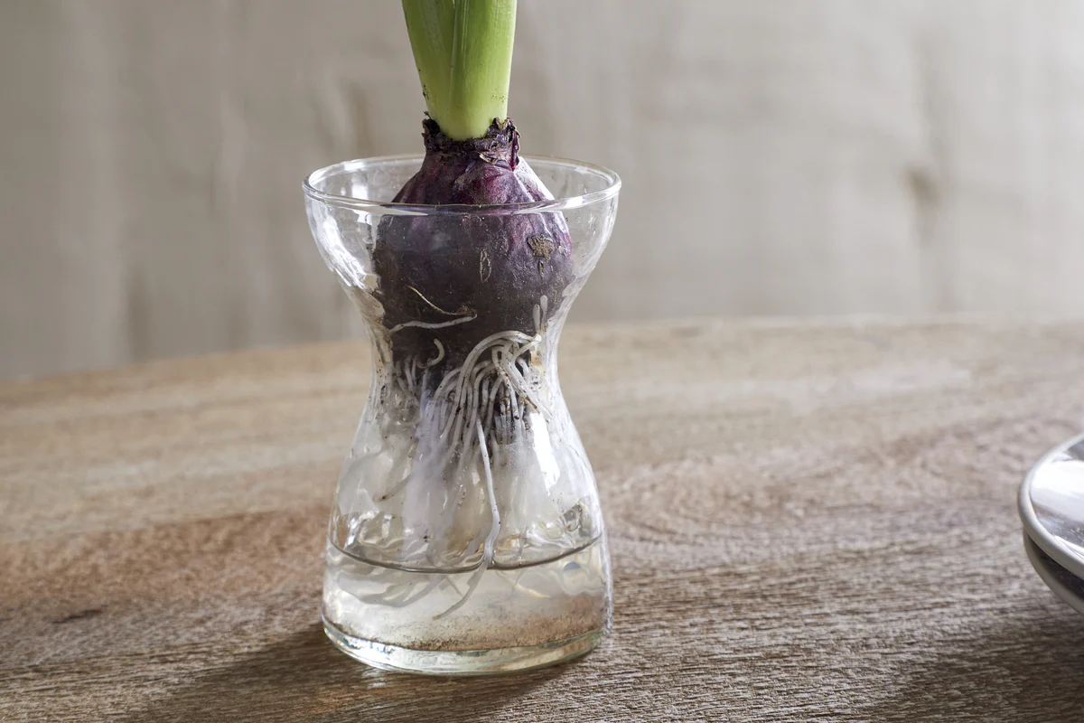 Enir Hyacinth Vase - Clear - Image 2